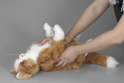 Cover image : 首輪でおしゃべり 夢ねこハート