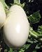 Ghostbuster White Eggplants 4 Plants - Great for Grilling
