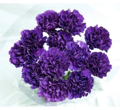 140 Fresh-cut Moonshade Purple Carnations