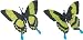 Green Swallowtail Butterfly (Hidden Kingdom)