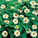 Zinnia Seeds - Zinnia Crystal White