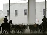 IMAGE OF A Herd of Longhorn Cattle is Rounded up to Go Through Downtown Dallas Photographic Poster Print, 42x56
