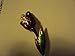 Signed Swarovski (Red)Easter Flower Gold Tone/siam Crystal Tulip Pin Brooch with Green Leaves Enamel .Has the Swan Logo