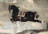 Black Horse Curioso Performing a Capriol by James Hamilton. ART PRINT ON CANVAS with 3/4 inch deep bars. 19.00 inches width by 14.00 inches height. Highest Quality Art Poster Print