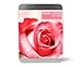 Gift Republic Name a Rose Gift Box. Grow and Name Your Own Rose