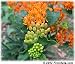 Seeds of Medicinal Plants and Herbs: Pleurisy Root, Butterfly Weed Asclepias tuberosa