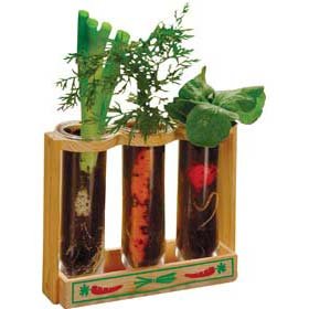 Childrens Toyshop  Toys : Root Viewer Growing Kit