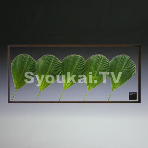 F-style リーフパネル・Vanuatu fan palm　バヌアツ　ファン　バーム 5枚　570x1375x30mm 