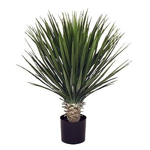 Yucca Rostrata Plant - Frontgate