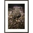 A thorny skate, Raja radiata, rests on a rocky ocean floor Subject Framed Art Poster Print by Bill Curtsinger, 21x29