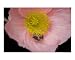 Comfort Food Botanical Giclee Poster Print by Ryan Schwarz, 20x16
