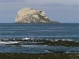 Bass Rock Gannetry, from the North Berwick Shore, East Lothian, Scotland, United Kingdom Photographic Poster Print by Roy Rainford, 12x9