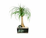 Brussels Ponytail Palm Bonsai 41VaJ651UYL. SL160 Brussels Ponytail Palm Bonsai