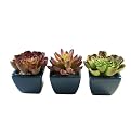 Faux Succulents Set of 3 in Pots