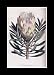 Reprint Honey-bearing Protea 1796