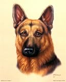 41VcBNbbhfL. SL160  German Shepherd Poster