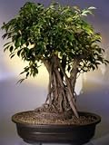 Bonsai Boy's Ficus Retusa Bonsai Tree<br><i>(ficus retusa)</i>