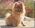 POMERANIAN DOG on DECKING Mouse Mat