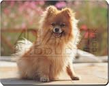 \"POMERANIAN