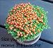 RARE New Zealand Pincushion Plant - Nertera -Houseplant