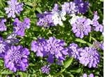 Candytuft Flower Seeds 1,500 Seeds in Each Packet with Free Shipping 41Verc2RcSL. SL160 Candytuft Flower Seeds 1,500 Seeds in Each Packet with Free Shipping