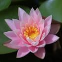 water lily