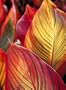 Canna Tropicanna, One Gallon Container by Monrovia Growers