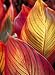 Canna Tropicanna, One Gallon Container by Monrovia Growers