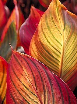 Canna Tropicanna