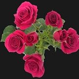LAST CHANCE FOR V-DAY DELIVERY Over 100 Blooms of Hot Pink Spray, Buy 50, Get over 50 FREE. ONLY BY SPRING IN THE AIR.