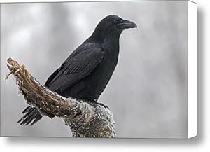Raven in Profile Canvas Print / Canvas Art - Artist Tim Grams