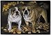 Pet Mat - 18.0 x 27.0 - Bulldog