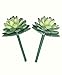 Neuhaus Decor 2 x 5.5 Pachyveria, Artificial Succulent Plants