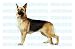 GERMAN SHEPHERD - Dog Decal - sticker car got graphic