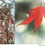 Autumn Leaves I - Jennifer Broussard Art Print Poster 18 x 19