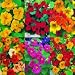 SEED COLLECTIONS - Nasturtiums