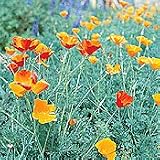 Organic California Orange Poppy - 150 Seeds - Perennial