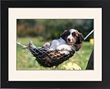 Framed Prints of JD-12460E DOG - Border Collie Puppy - Lying in hammock from Ardea Wildlife Pets