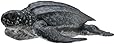 Collect A Sea Life Leatherback Sea Turtle Toy Figure
