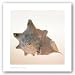 Conch by Tom Artin 16x16 Art Print Poster