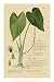 Aroid Plant I Botanical Art Poster Print by A. Descubes, 14x21