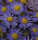 Rare Blue Chrysanthemum 25 Seeds - Perennial