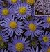 Rare Blue Chrysanthemum 25 Seeds - Perennial