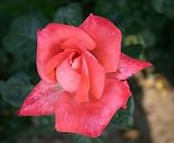 Edelrose Alte Liebe - (3-Liter Topf)
