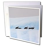 Danita Delimont - Penguins - Chinstrap Penguins, South Orkney Islands, Antarctica-AN01 KSU0140 - Keren Su - 6 Greeting Cards with envelopes (gc_74268_1)