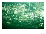Dinoflagellates, New Mexico Photographic Poster Print by Ralph A. Lewin, 64x48