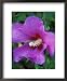 Hibiscus Syriacus, Russian Violet (Rose of Sharon), with Raindrops Framed Art Poster Print by Mark Bolton, 18x22