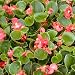 Begonia Wax Rose - 5000 Seeds