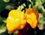 Seltene, sehr scharfe Chili-Sorte mit...