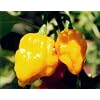 Seltene, sehr scharfe Chili-Sorte mit Aprikosenaroma - Scotch Bonnet gelb, yellow - 20 Samen